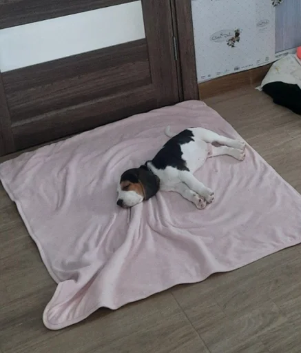 Эмодзи Beagle Amor