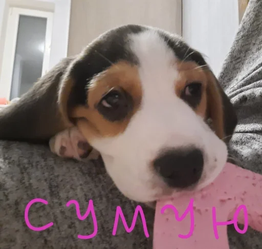 Эмодзи Beagle Amor