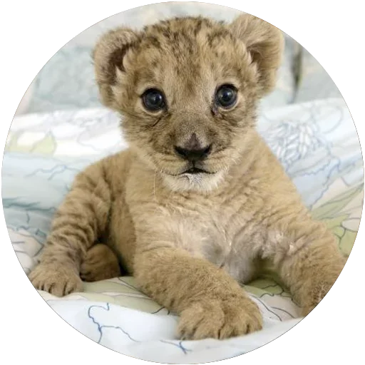 Эмодзи Kids Animals