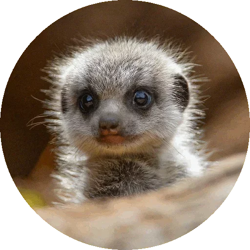 Эмодзи Kids Animals