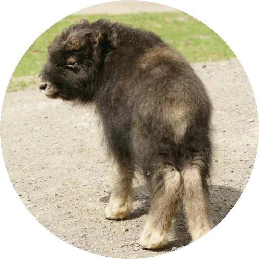 Эмодзи Kids Animals