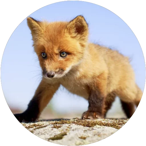 Эмодзи Kids Animals