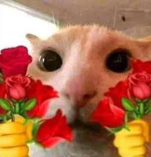 Эмодзи котики