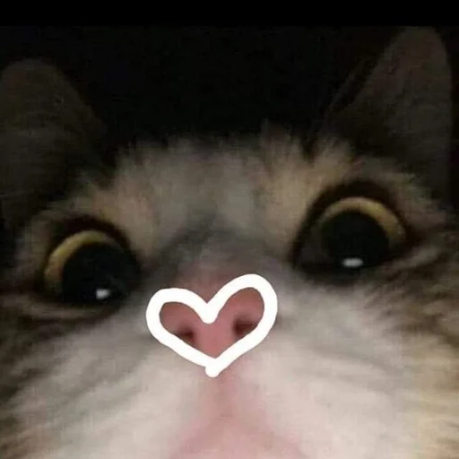 Эмодзи котики