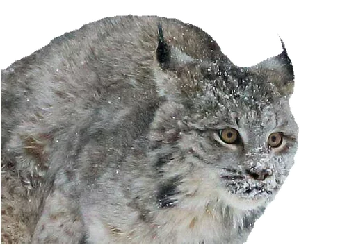 Эмодзи Cat family
