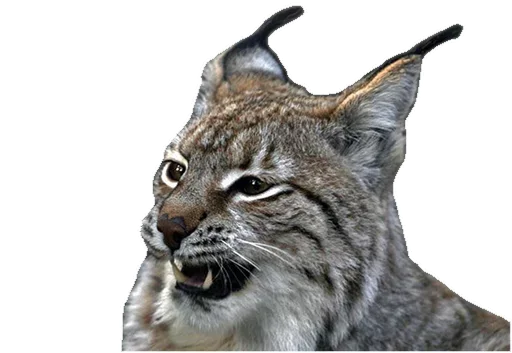 Эмодзи Cat family