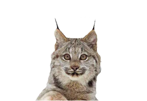 Эмодзи Cat family