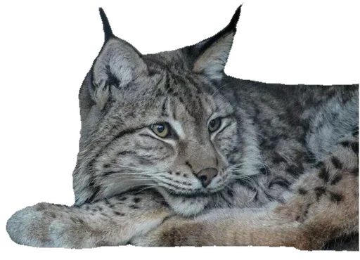 Эмодзи Cat family