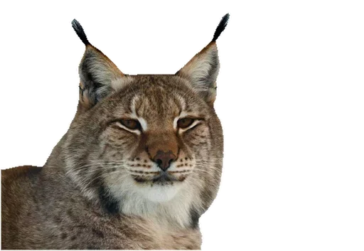 Эмодзи Cat family