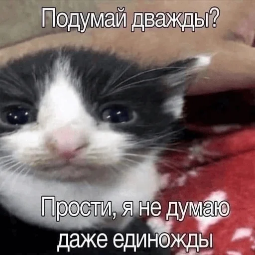 ✨