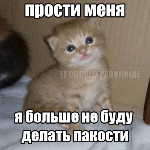 Эмодзи Котики