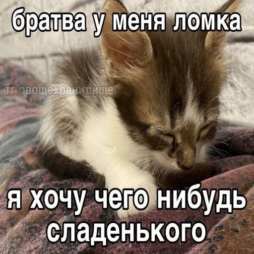Эмодзи Котики