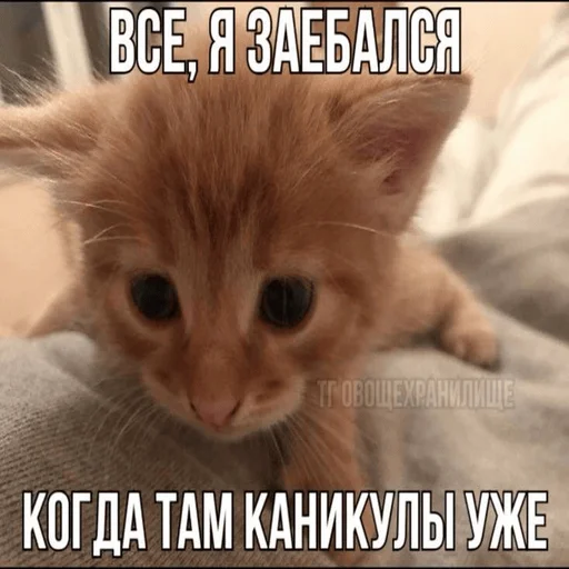Эмодзи Котики