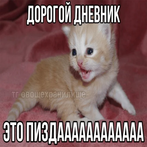 Эмодзи Котики