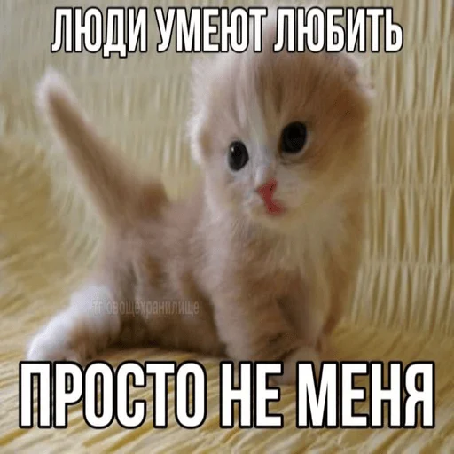 Эмодзи Котики
