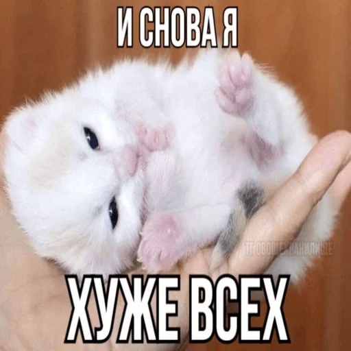 Эмодзи Котики