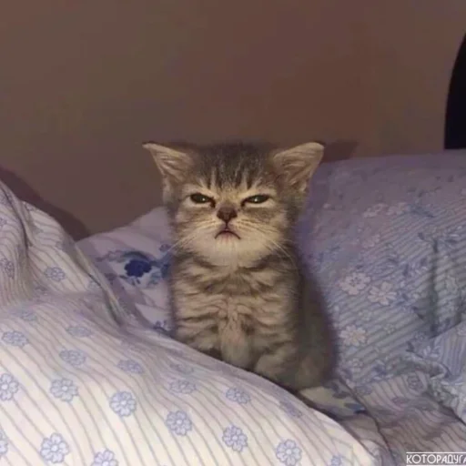 Эмодзи Котята от Дяди Рана