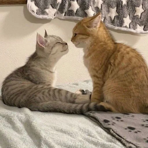 Эмодзи Котята от Дяди Рана