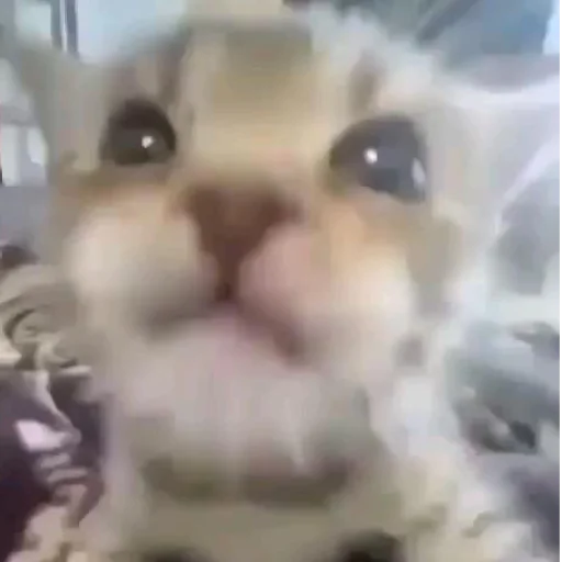 Эмодзи Котята от Дяди Рана