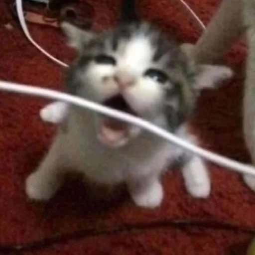 Эмодзи Котята от Дяди Рана