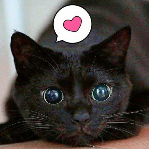 Эмодзи Kittens🐾Clau