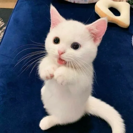 Эмодзи Kittens🐾Clau