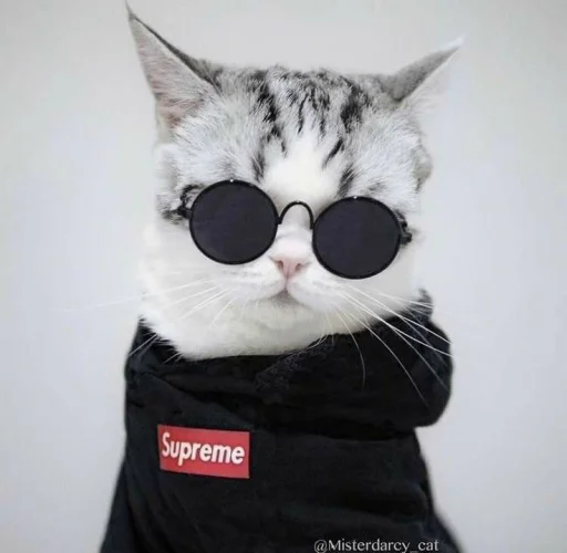 Эмодзи Kittens🐾Clau