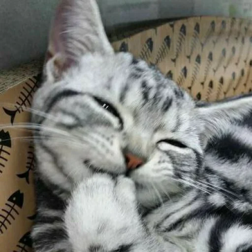 Эмодзи Kittens🐾Clau