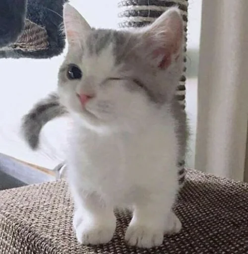 Эмодзи Kittens🐾Clau