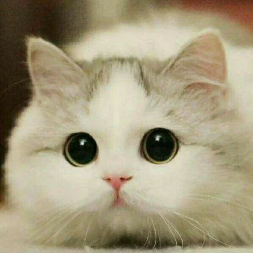 Эмодзи Kittens🐾Clau