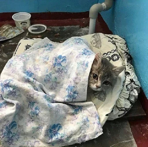 Эмодзи Kittens