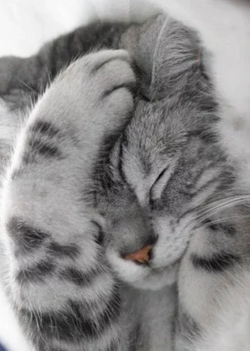 Эмодзи Kittens