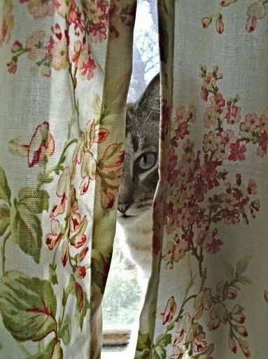 Эмодзи Kittens