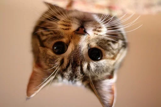 Эмодзи Kittens