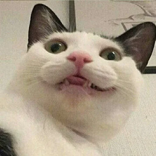Эмодзи Kittos