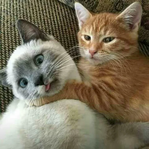Эмодзи Kittos