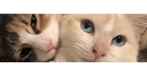 Эмодзи kittens