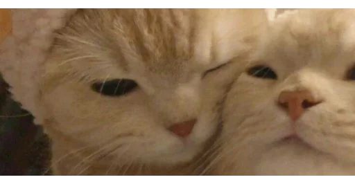 Эмодзи kittens