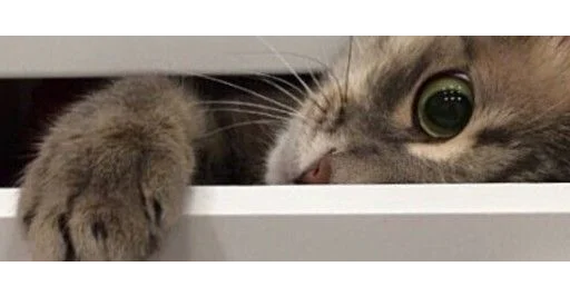 Эмодзи kittens