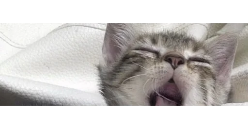 Эмодзи kittens