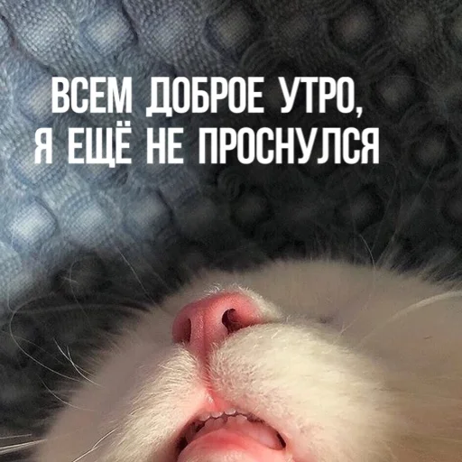 Эмодзи Kittydogs