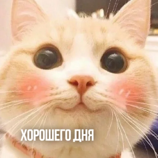 Эмодзи Kittydogs
