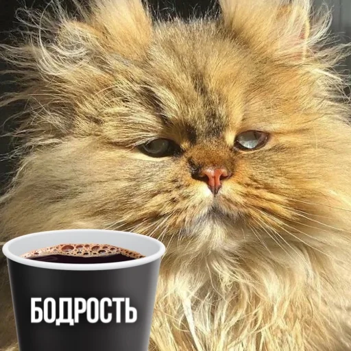 Эмодзи Kittydogs