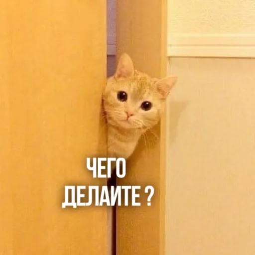 Эмодзи Kittydogs