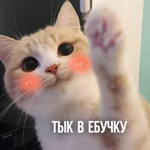Эмодзи Kittydogs