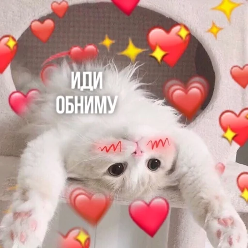 Эмодзи Kittydogs