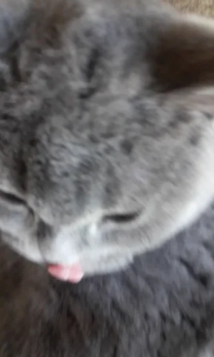 Эмодзи kitty NDY