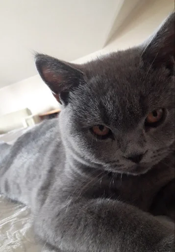 Эмодзи kitty NDY