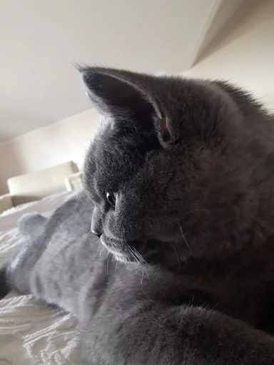 Эмодзи kitty NDY