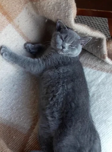 Эмодзи kitty NDY